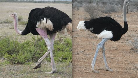 somali ostrich vs common